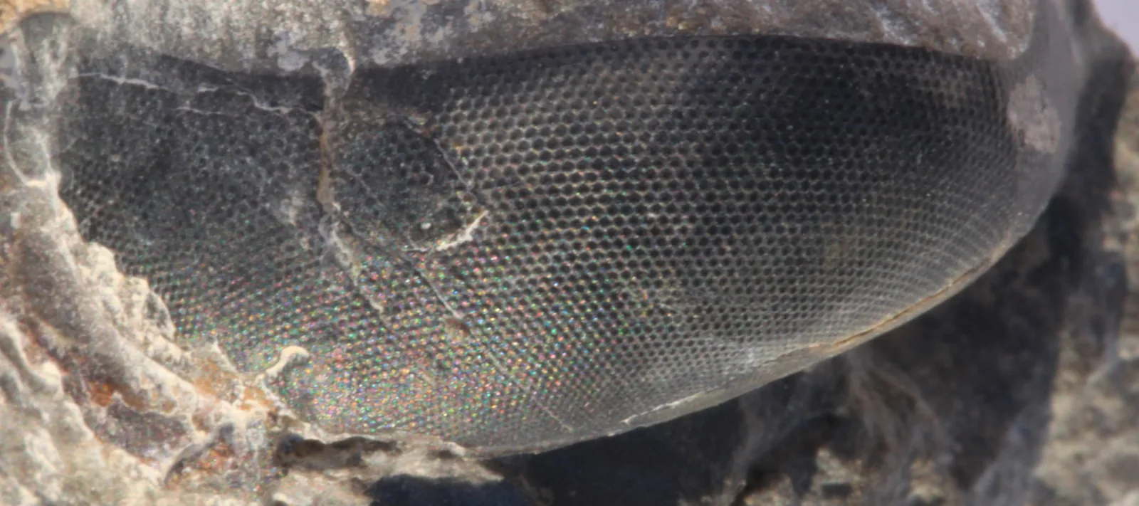 Srostlá holochroální oka rodu Symphysops zepředu (ordovik, Zagora, Maroko) zorná plocha 30 mm široká a 10 mm vysoká, jemná mozaika čoček je krásně čitelná. Extrémní případ pelagi.