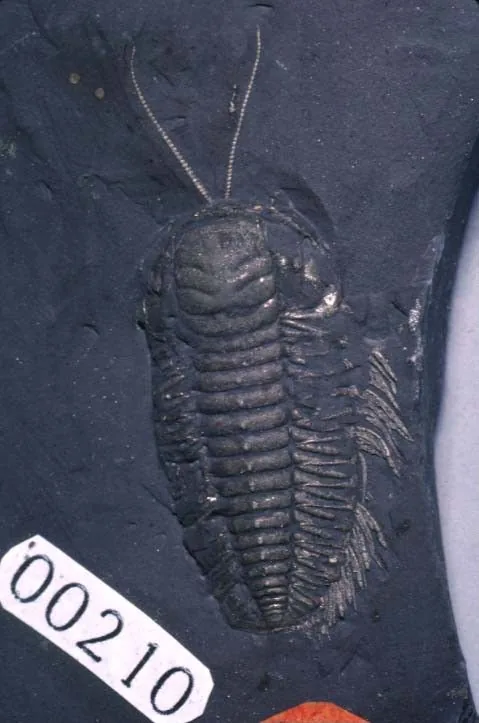 Pyritizovaný Triarthrus eatoni šikmo shora, s měřítkem 2 mm. Od hlavového štítu vybíhají dvě dlouhá tenká tykadla a podél celého okraje hrudi jsou patrné žaberní nitky a nožky. Det.