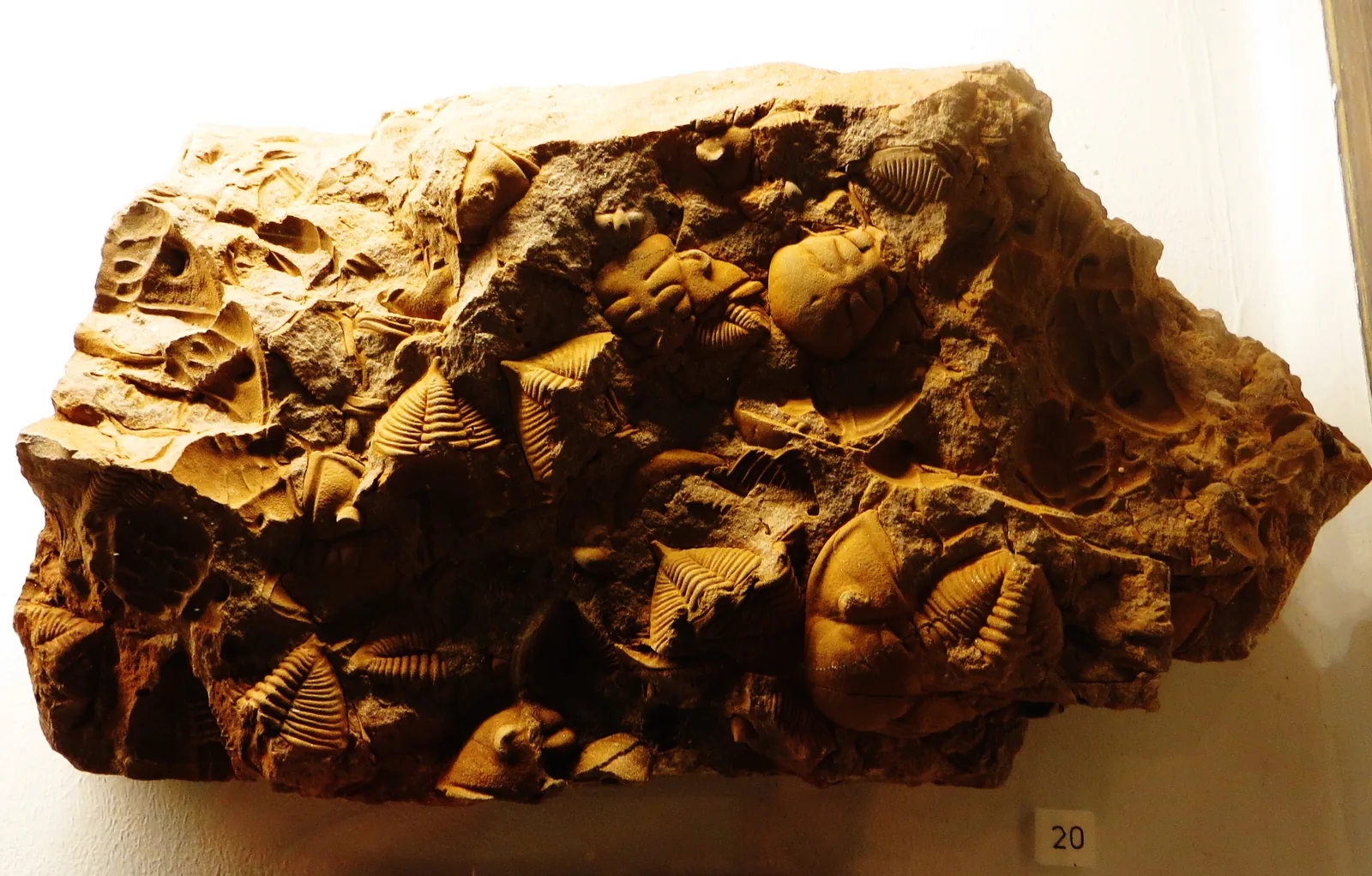 Deska nabitá desítkami jedinců druhu Dalmanitina socialis, Paleontologické muzeum v Tübingenu.
