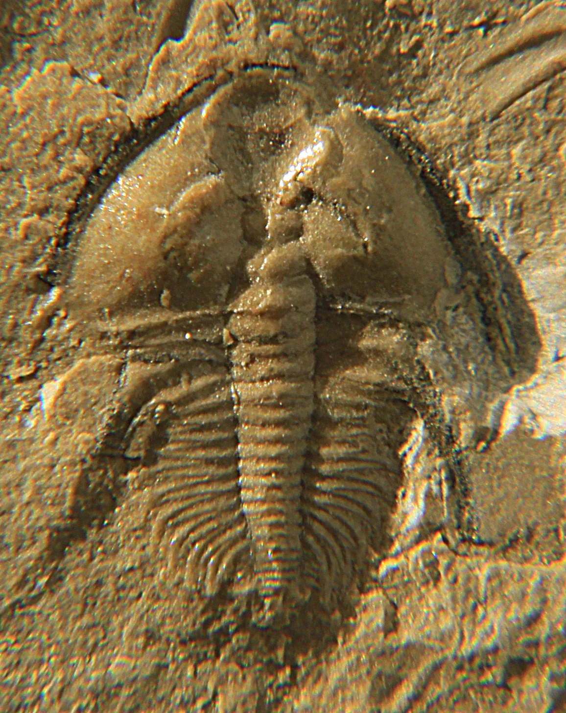 Fotografie mladého (juvenilního) jedince trilobita Nephrolenellus geniculatus, 9 mm dlouhého, ze spodního kambria Nevady. Použitelné jako ukázka jednoho konkrétního vývojového stad.