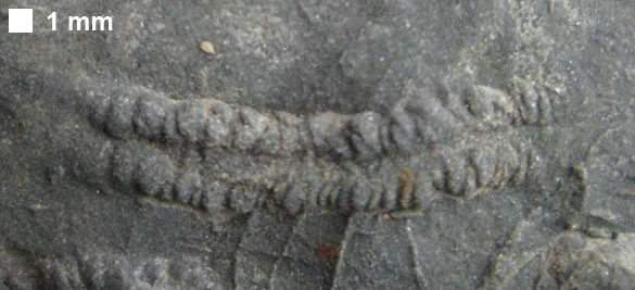 Rýha Cruziana zblízka: dno pokrývají šikmé rýžky uspořádané do řad, měřítko 1 mm. Devon, brallierské souvrství.