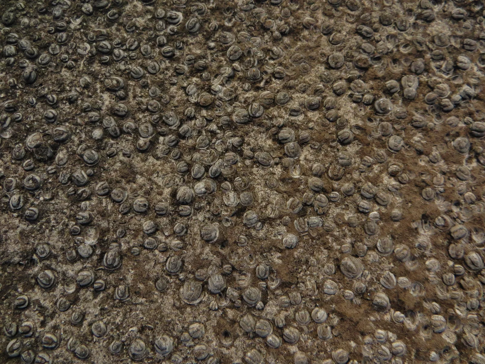 Fosilie Agnostus pisiformis ve sbírce Goldfußova muzea (Univerzita Bonn), detailní snímek ve vysokém rozlišení.