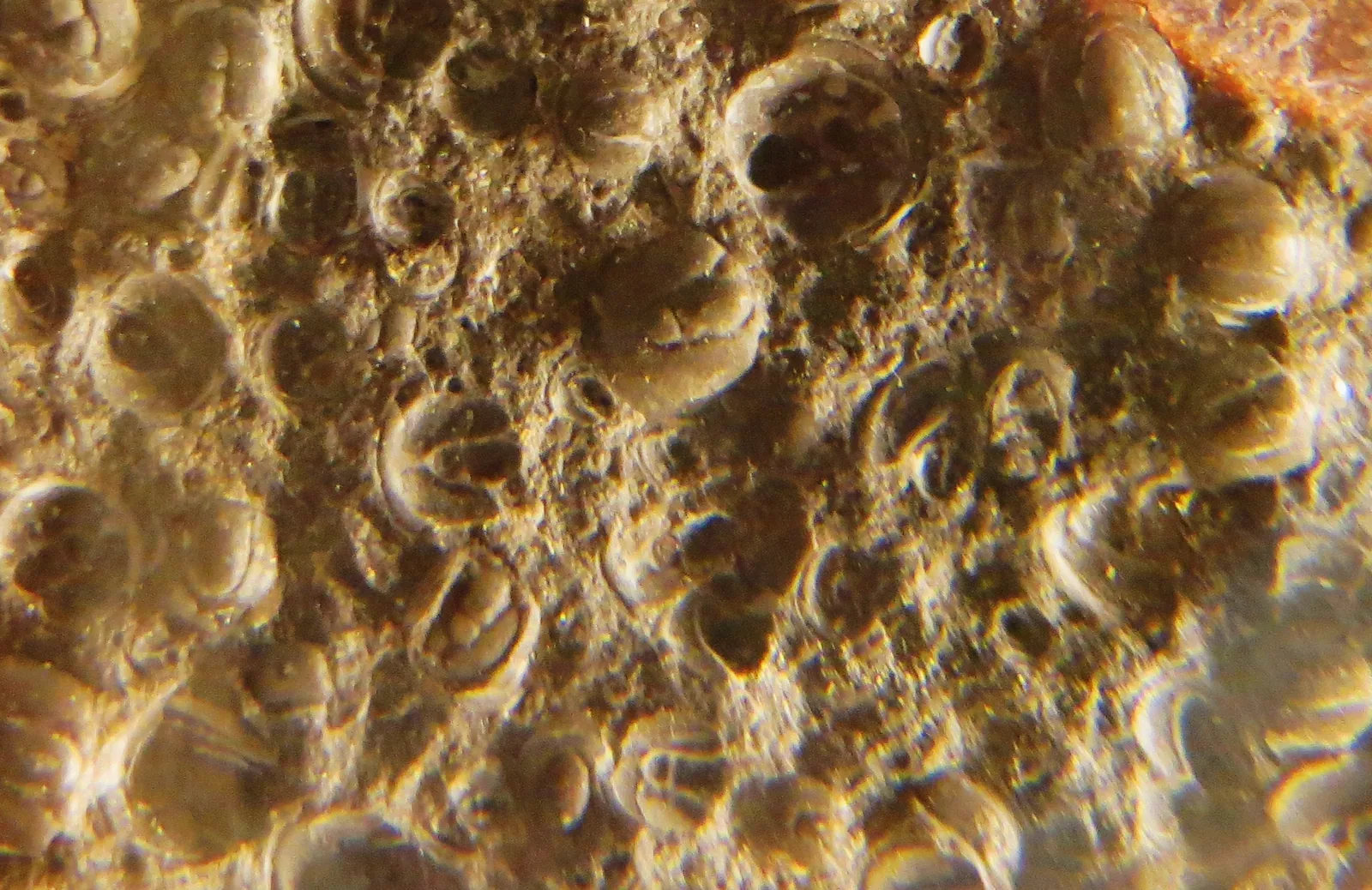 Fosilie Agnostus pisiformis, Paleontologické muzeum v Tübingenu další pohled na sbírkový kus.
