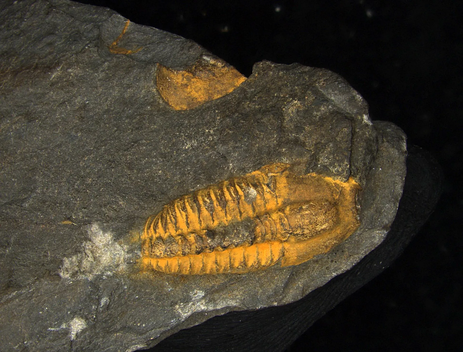 Další sbírkový kus Agraulos ceticephalus z Yale Peabody Museum, standardní muzejní snímek s měřítkem.