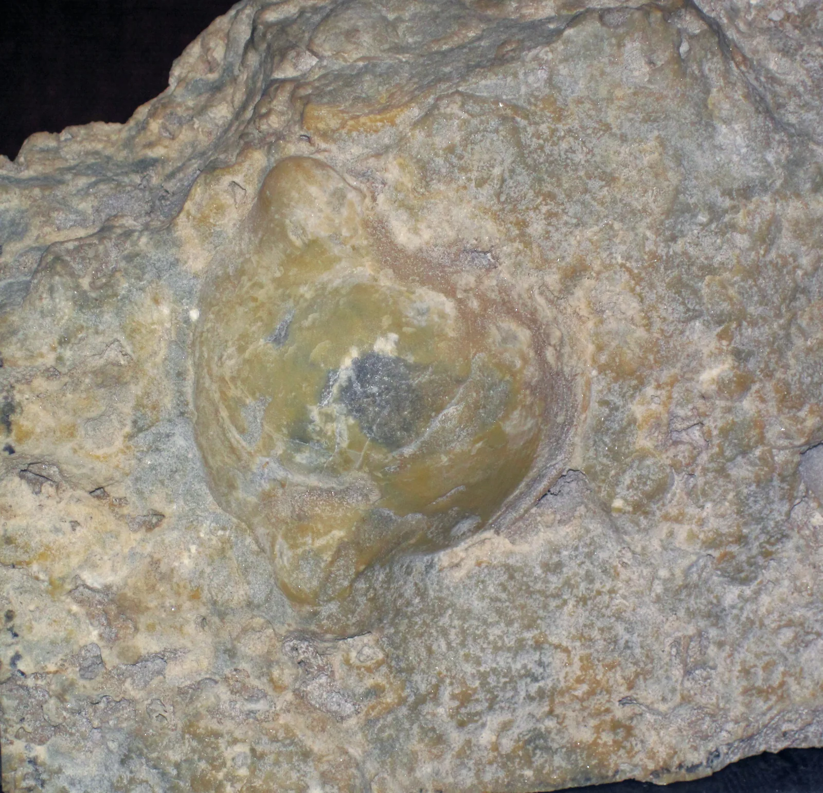 Detail hlavového štítu (cephalonu) Bumastus niagarensis v dolomitu, střední silur, Ohio. Kontrast je nižší, ale je to jediný samostatný záběr hlavy.