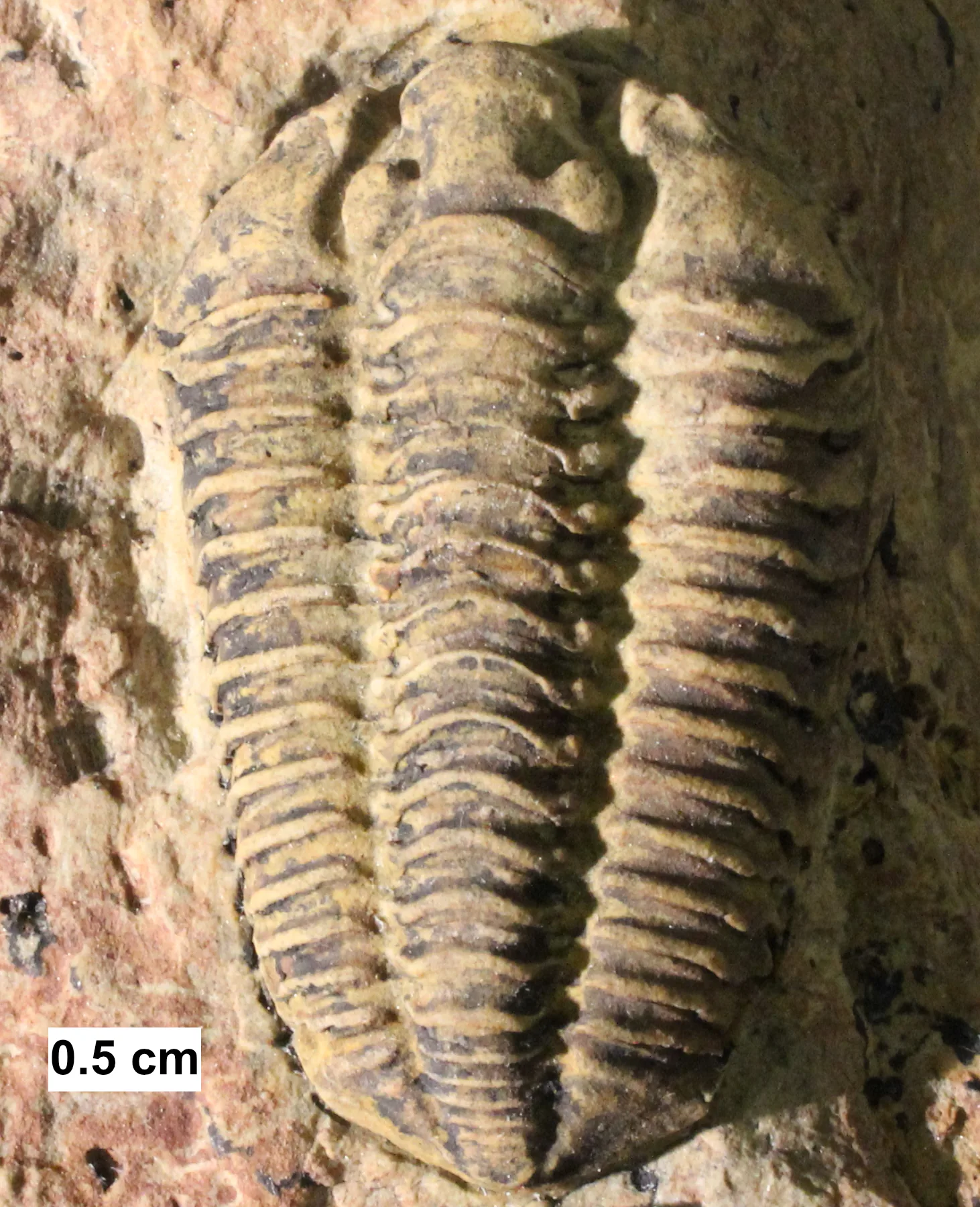 Calymene celebra (státní fosilie Wisconsinu), Racine Dolomite; pohled shora s měřítkem 0,5 cm přímo ve snímku.