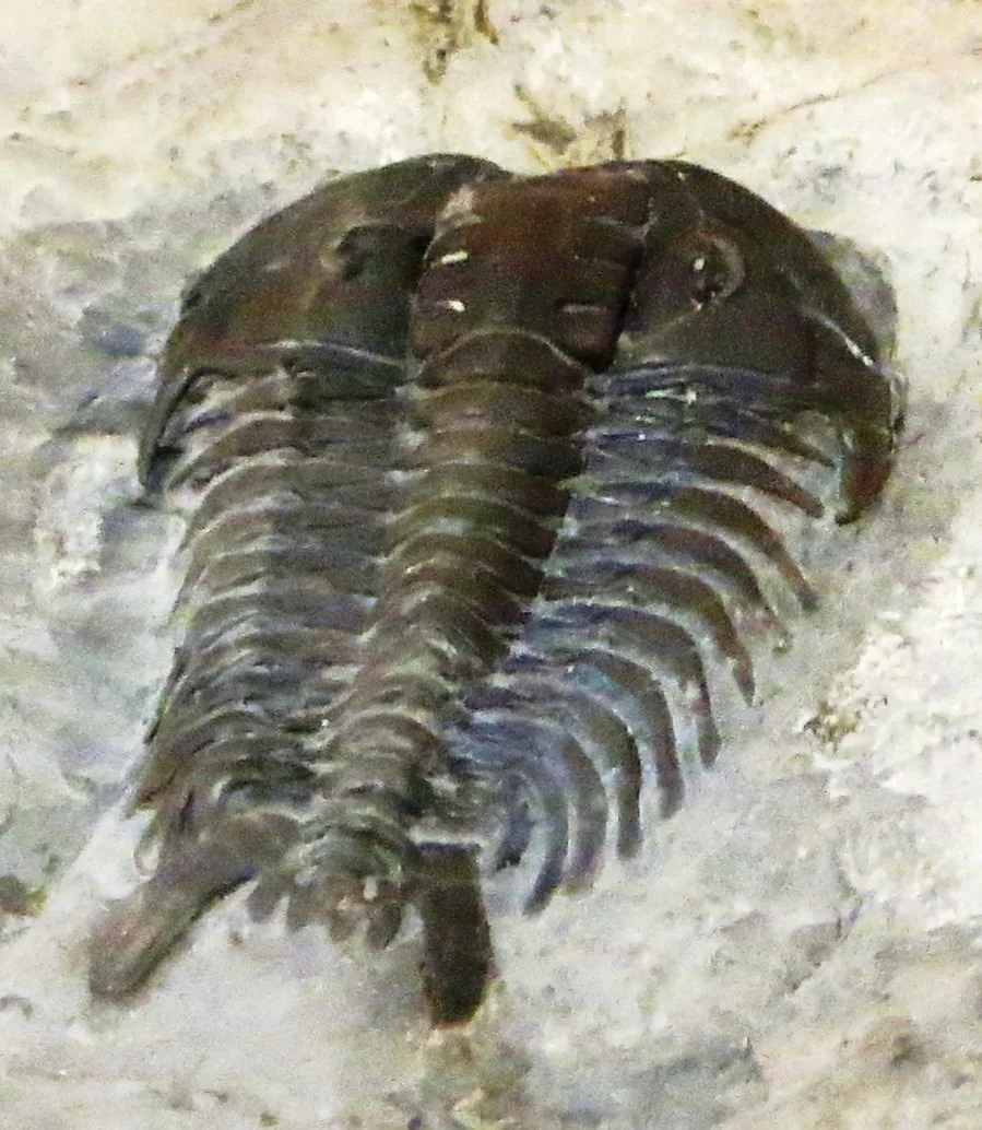 Ceraurus shora, Museo di Arsago Seprio nápadné lícní trny i dva dlouhé trny ocasního štítu, tedy typický znak rodu.