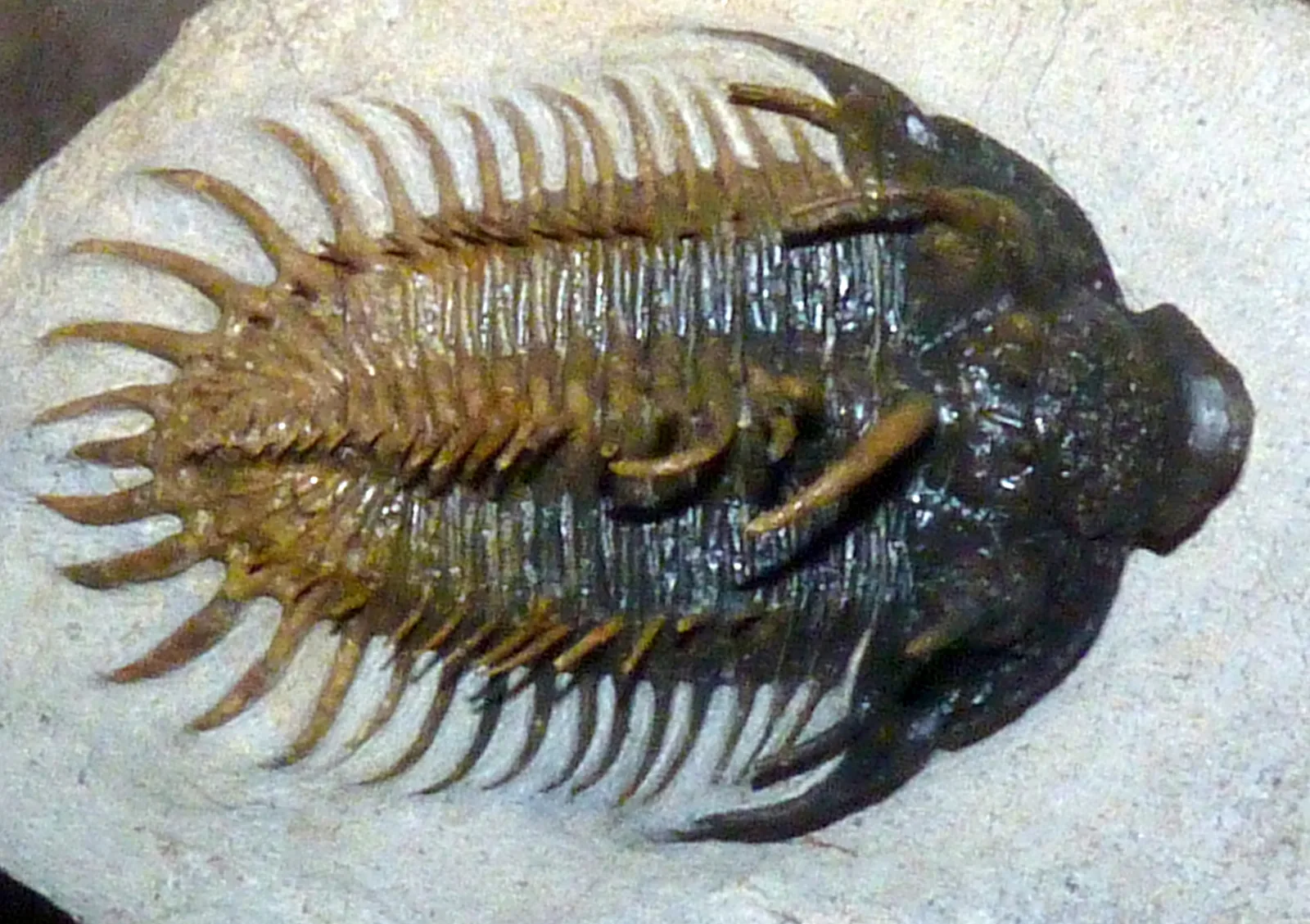 Nejlepší nalezený snímek rodu: Comura sp. zblízka, hustý vějíř dlouhých trnů po celém obvodu schránky vyplňuje záběr. Sbírkový kus Smithsonian NMNH.