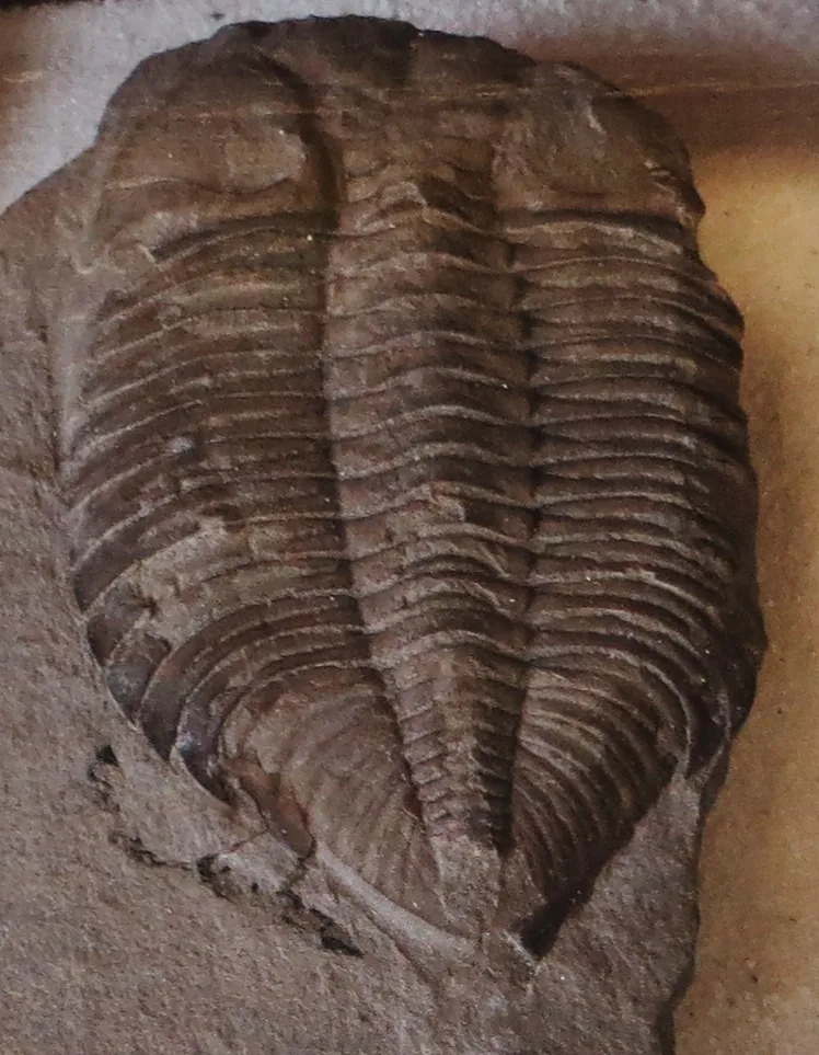 Velký kompletní jedinec Dalmanites caudatus vyplňující celý snímek, hnědá barva, Goldfußovo muzeum Bonn.