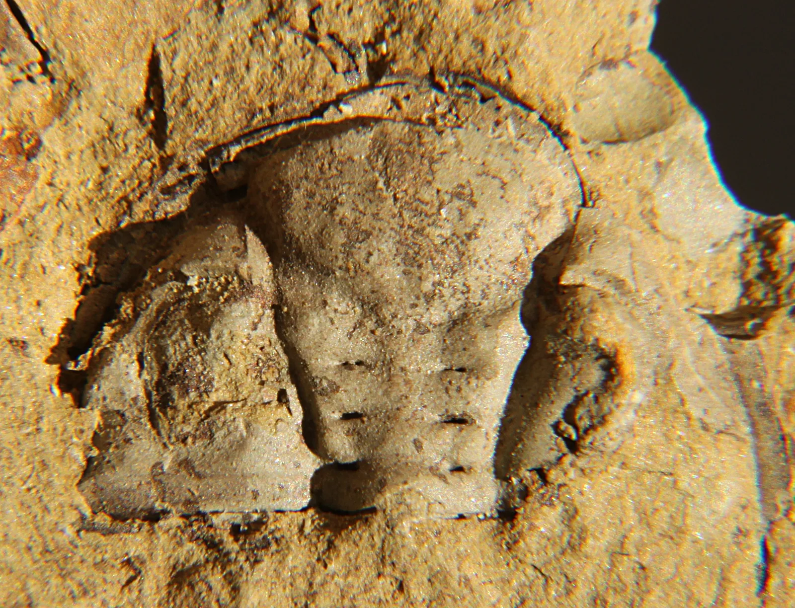 Detail hlavy Dalmanites myops, pozitivní otisk, 12 mm podél osy. Coalbrookdale Formation, střední silur. Dobře čitelné oční plochy.