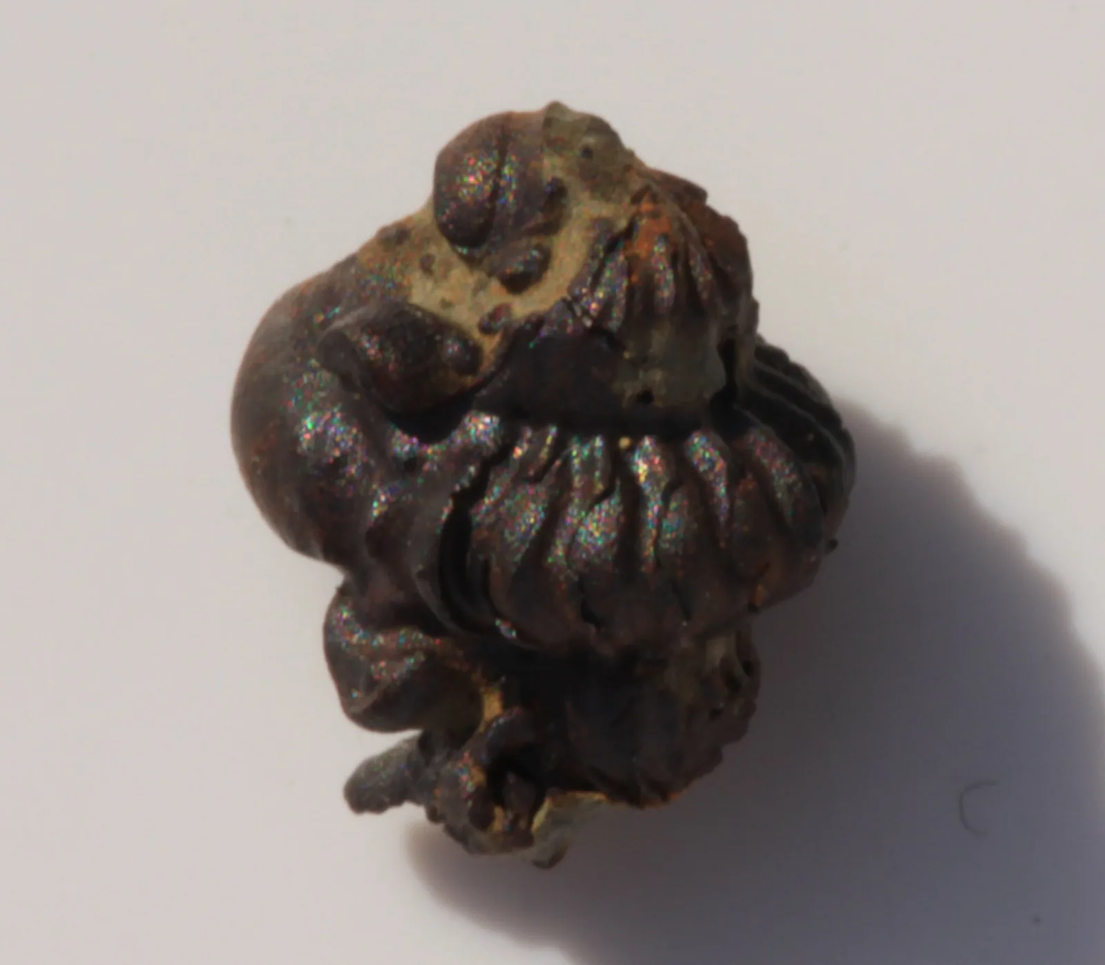 Stočený jedinec Ditomopyge scitula (karbon, Wann Formation, Oklahoma) v šikmém pohledu na hruď dobře patrné svinutí do kuličky.