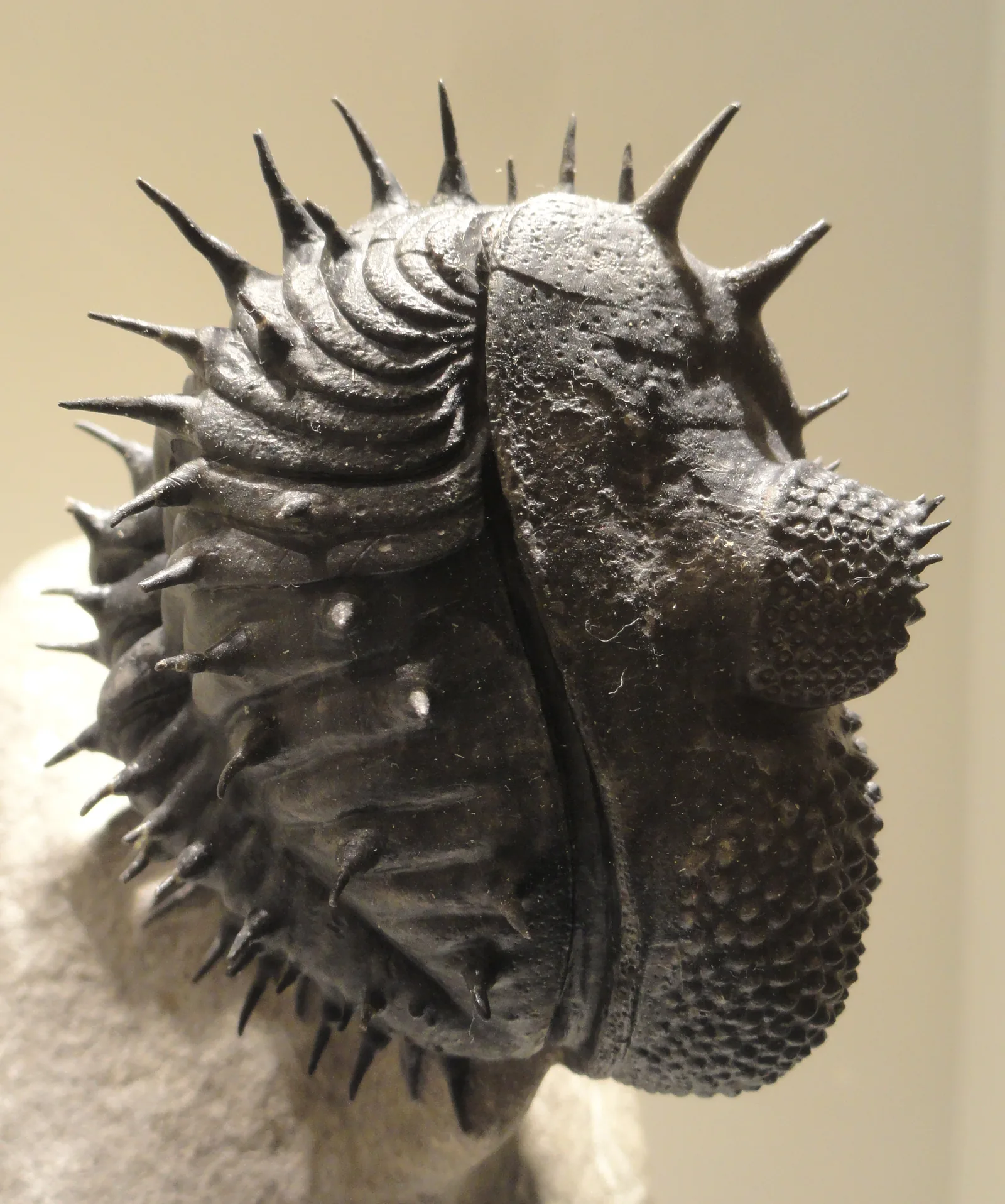 Stočený Drotops armatus (devon, Maroko) v Houston Museum of Natural Science ostnitý jedinec svinutý do koule, ostny a hrbolkovaná lícní část vyplňují celý snímek.