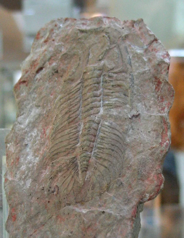 Eccaparadoxides pradoanus ze středního kambria Murera, sbírka Museo Geominero v Madridu.