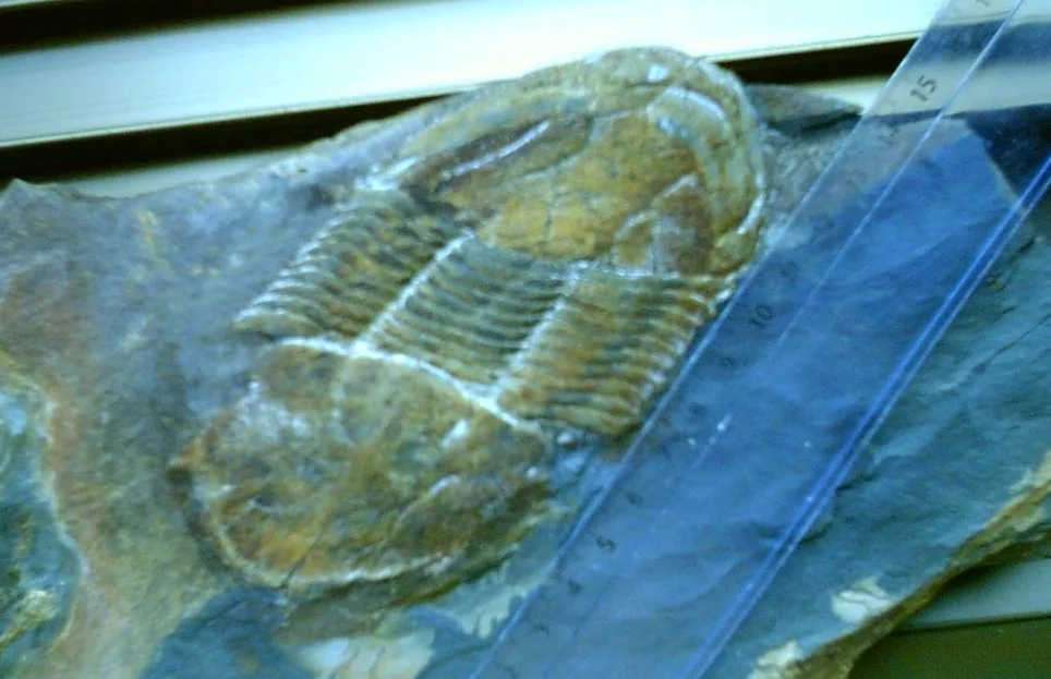 Kompletní 14cm jedinec Ectillaenus giganteus ze středního ordoviku Toledských hor doklad, jak velký rod mohl být.