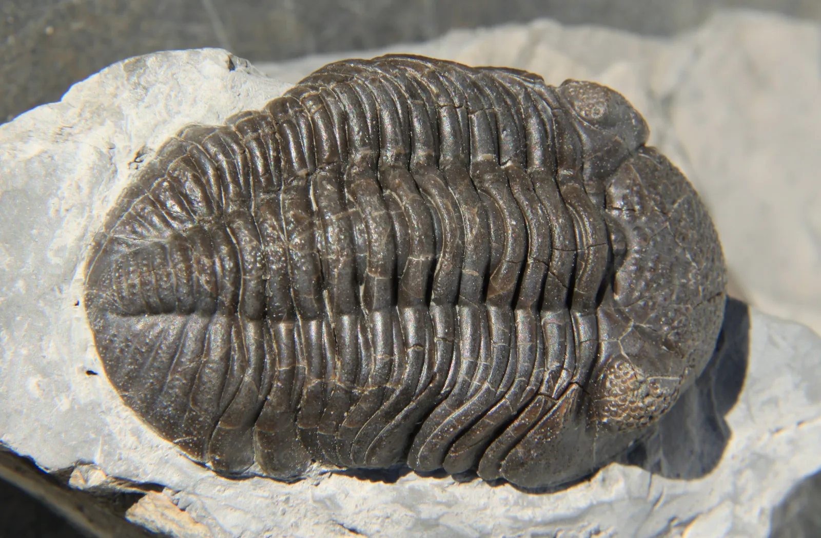 Celý 51mm jedinec E. rana crassituberculata shora ze Silica Shale u Sylvanie v Ohiu.