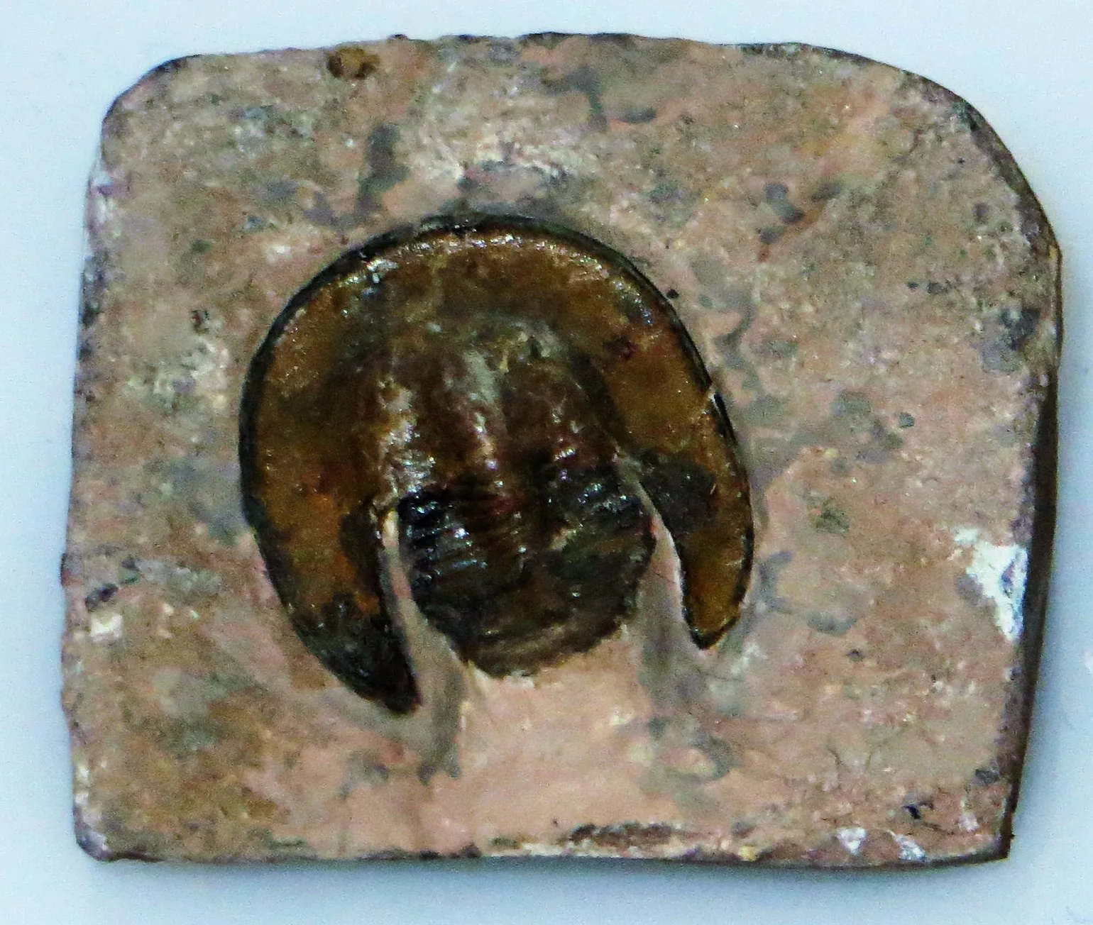Kompletní jedinec Harpes macrocephalus na obdélníkové desce, pohled shora, tmavá lesklá schránka proti světlé matrici. Museo di Arsago Seprio.