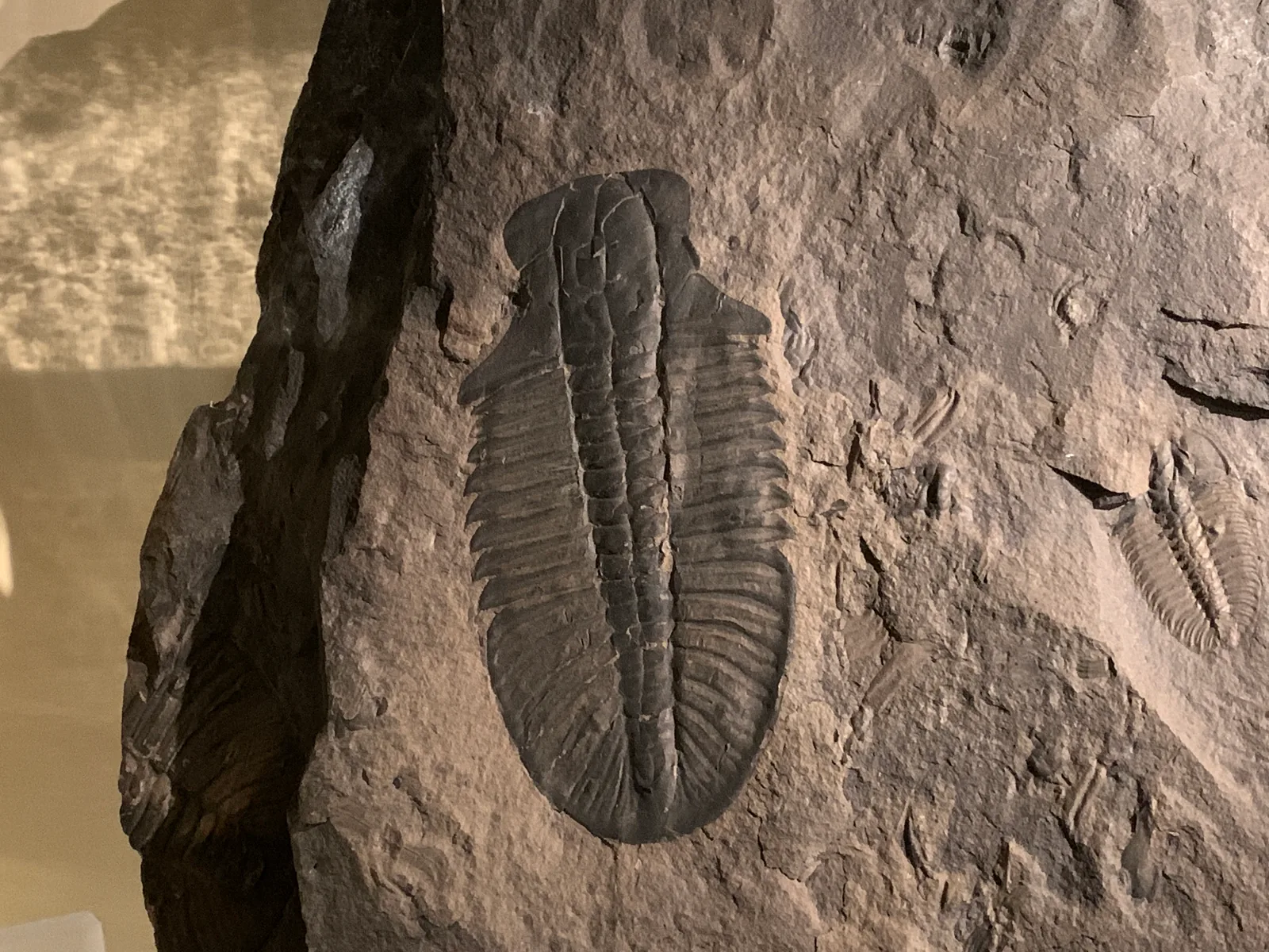 Kompletní jedinec Ogygopsis klotzi shora na matrici; Royal Tyrrell Museum of Palaeontology.
