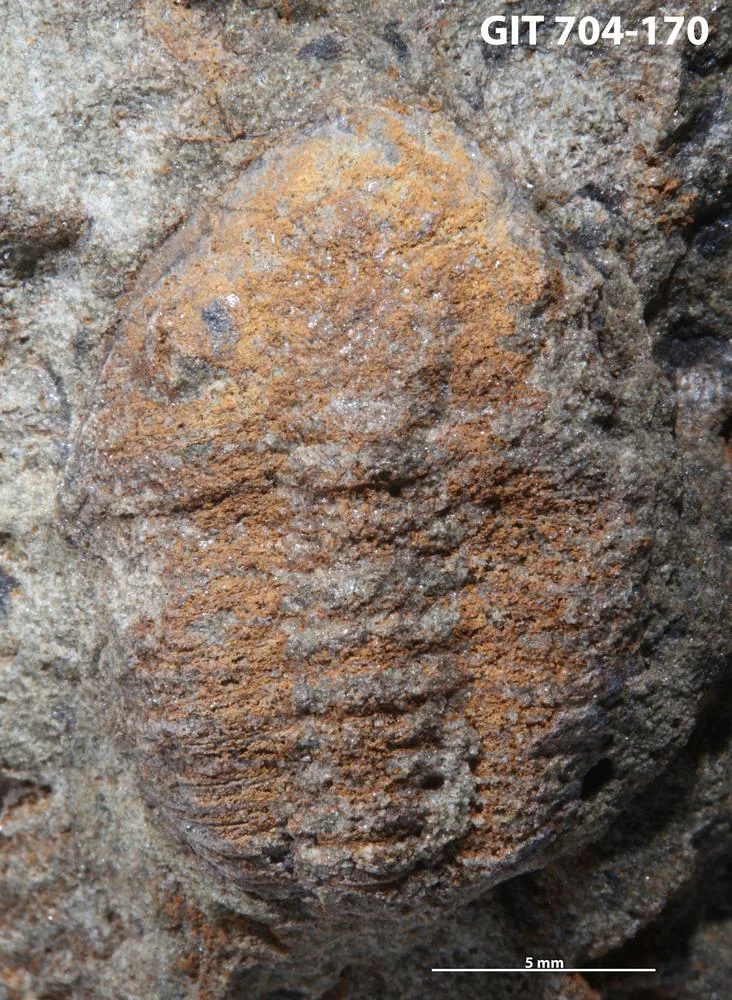 Ormathops sp. (GIT 704-170) celý jedinec v pískovci, hladší zachování, pohled shora s měřítkem.