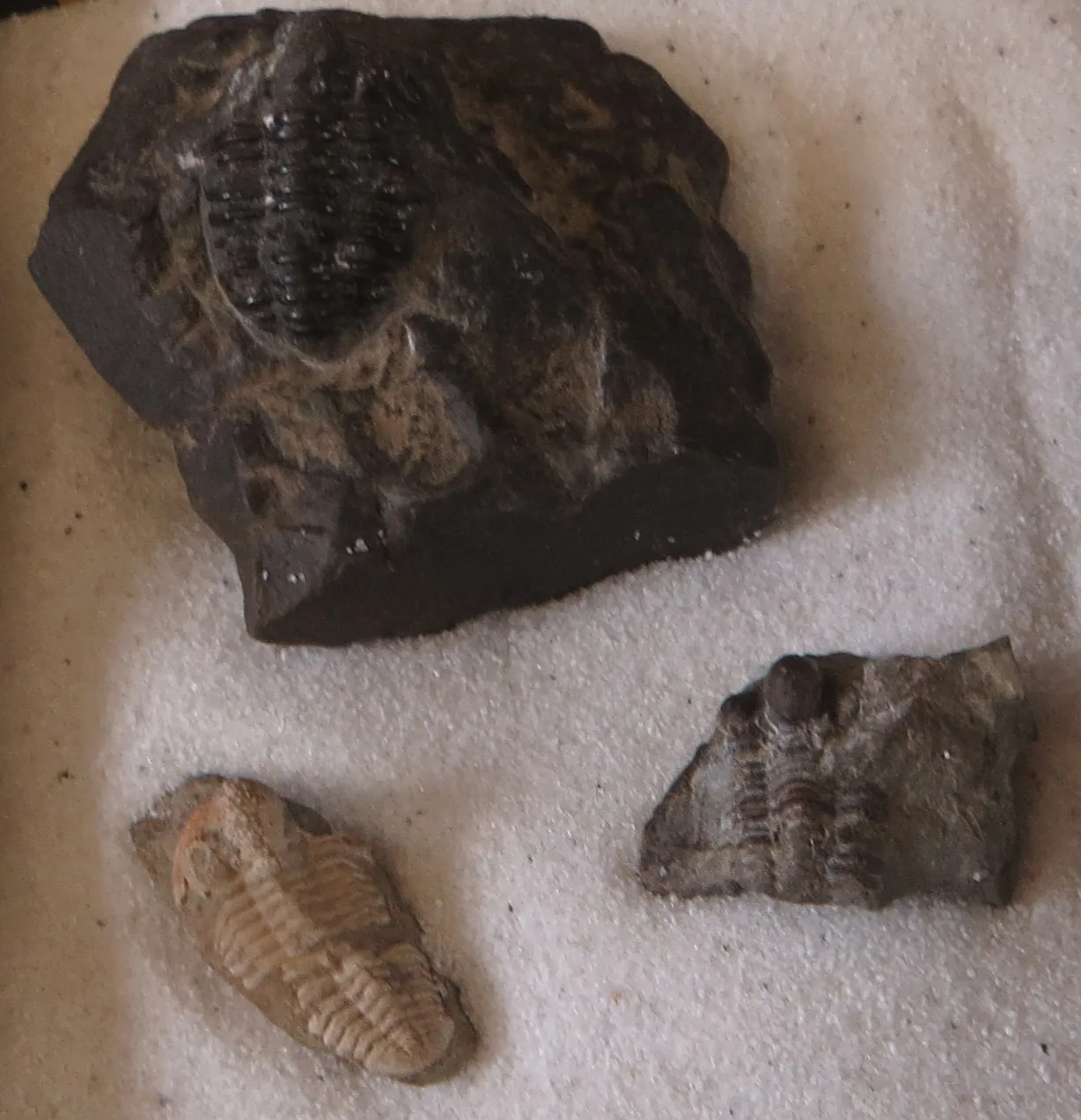 Tři kusy Otarion ceratophthalmus vedle sebe (Naturhistorisches Museum, Univerzita Bonn) srovnání zachování a velikosti.