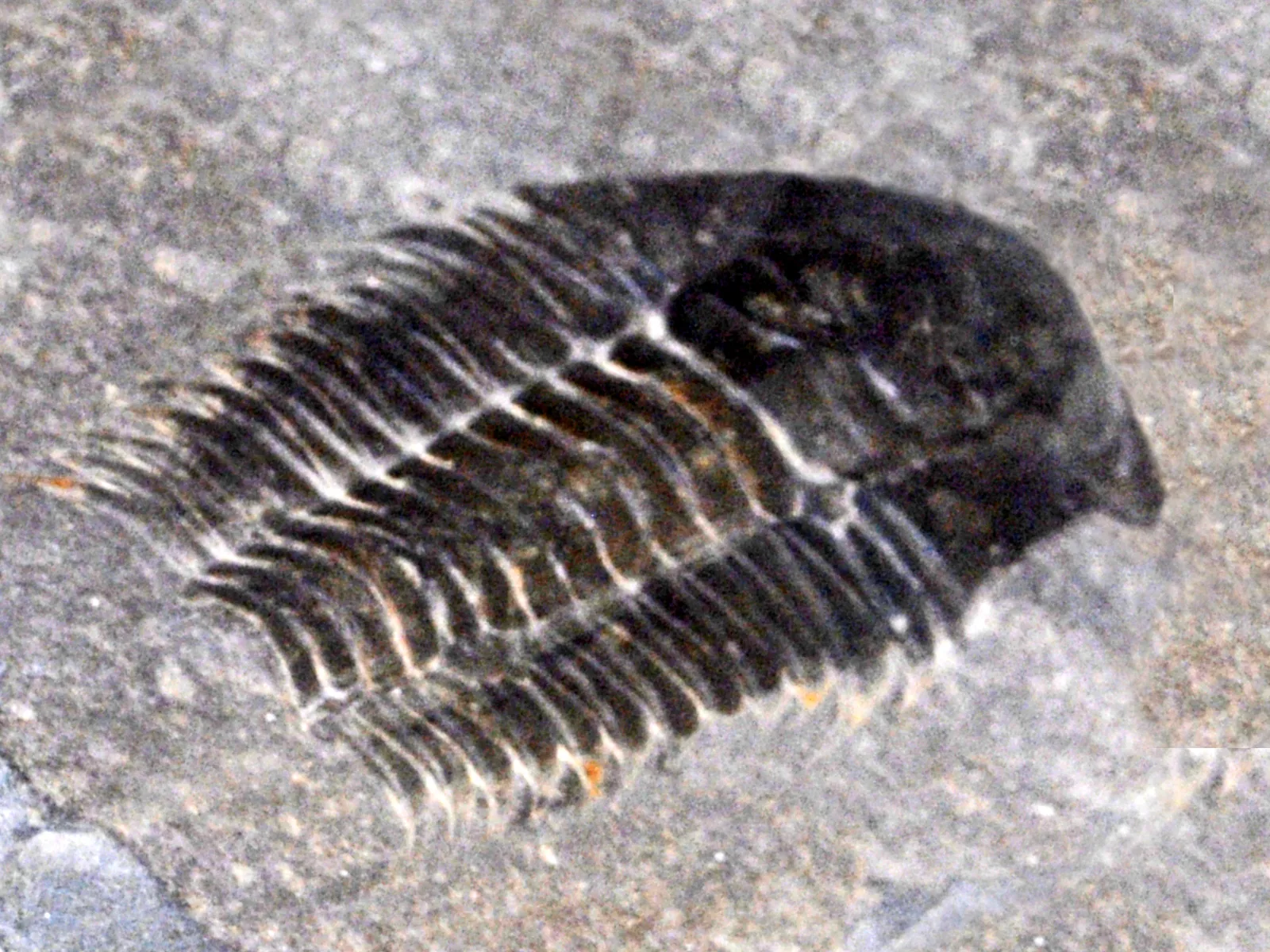 Paradoxides bohemicus z Čech, vystaveno v Galerii paleontologie v Paříži tmavá schránka v šikmém pohledu, ostré trny hrudních segmentů.