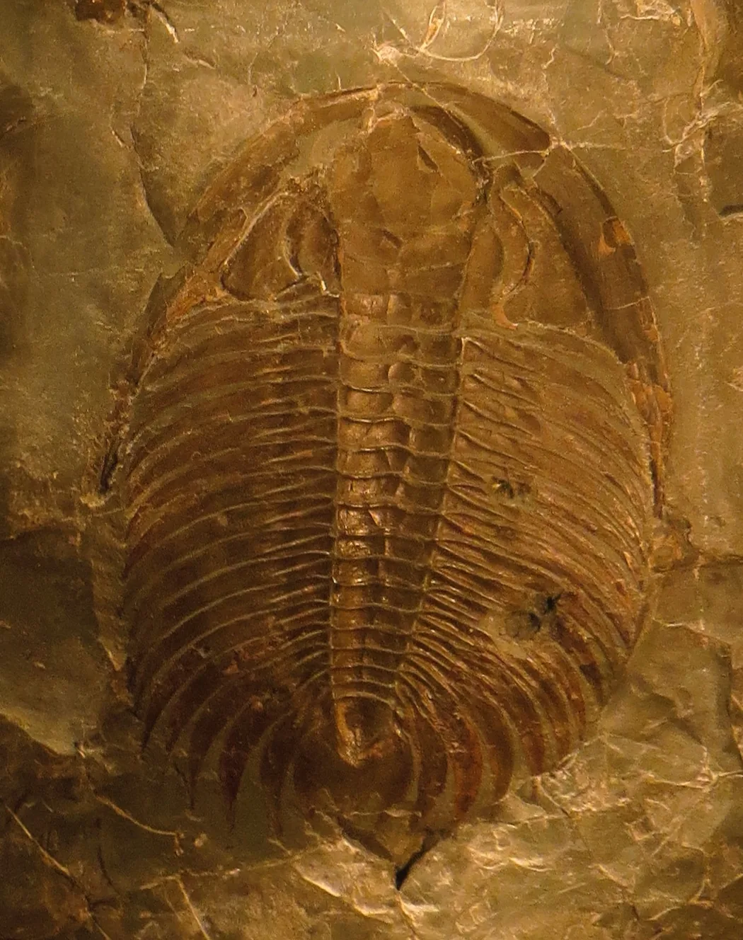 Paradoxides oleandicus (Museum Mensch und Natur, Mnichov) celý jedinec shora ve světlé hornině, dobře čitelná hlava i hruď.