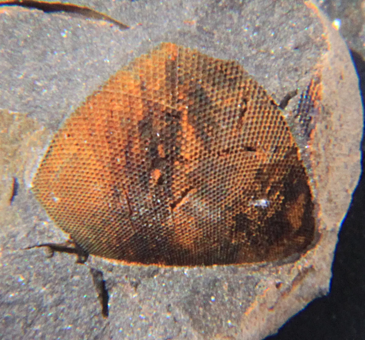 Část obrovského holochroálního oka Pricyclopyge binodosa, 8 mm široká, s hustou pravidelnou mřížkou drobných čoček. Šárecké souvrství u Rokycan. Přesně ten znak, kterým se cyklopyg.