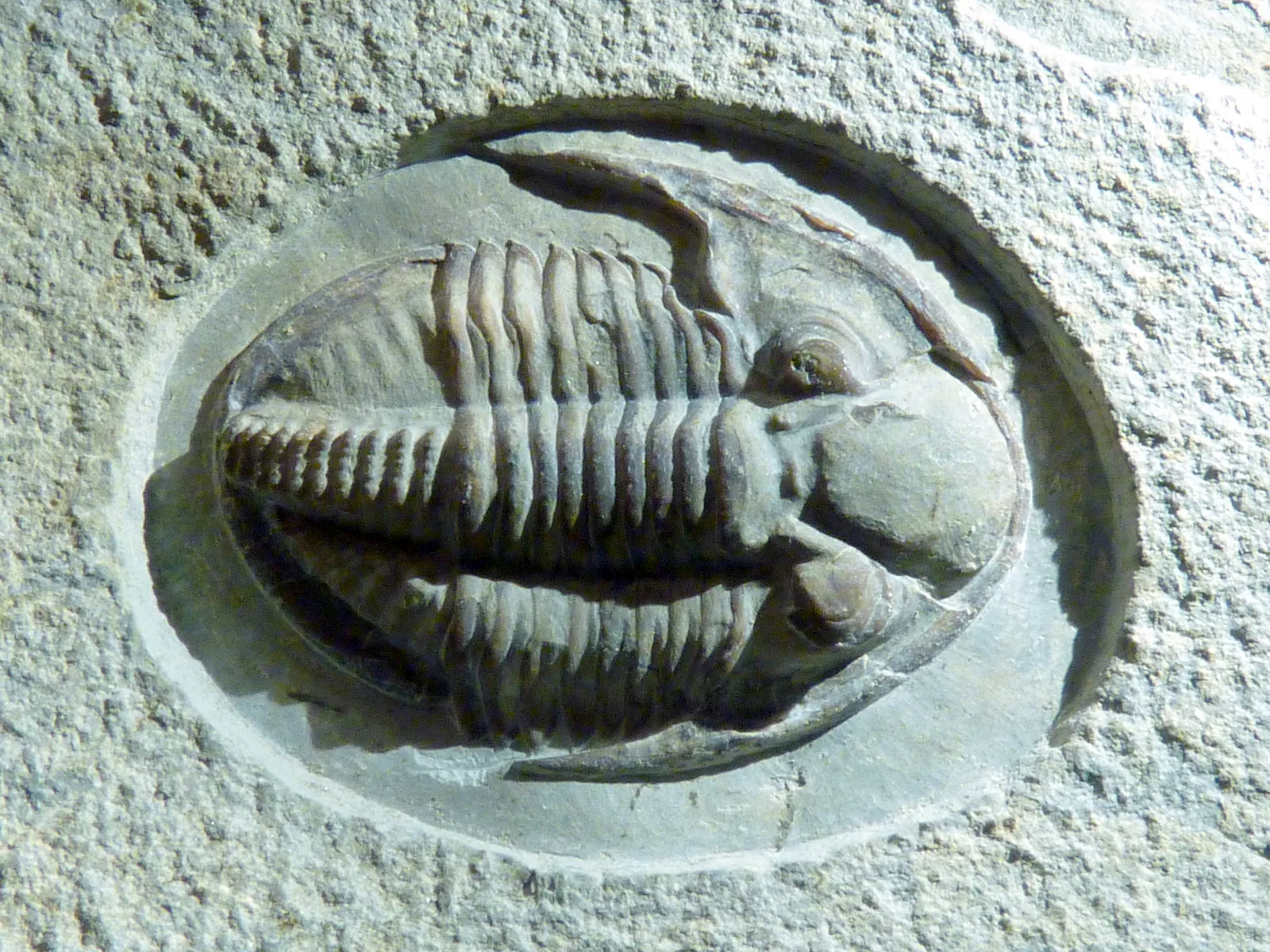 Pseudophillipsia, USNM PAL543131, Rusko, artinsk (perm). Kompletní schránka shora ve světlé matrici, vyplňuje celý snímek čitelná hlava s oky, všechny články thoraxu i žebrované.