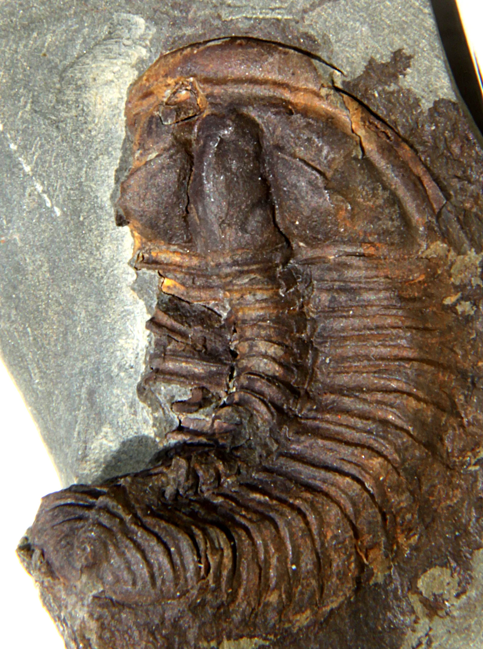 Ptychoparia striata z Jinec, 35 mm podél oblouku. Detailní záběr na hlavu a přední thorax glabela s bočními rýhami, lícní švy, lemy. Fosilie vyplňuje snímek, český typový materiá.
