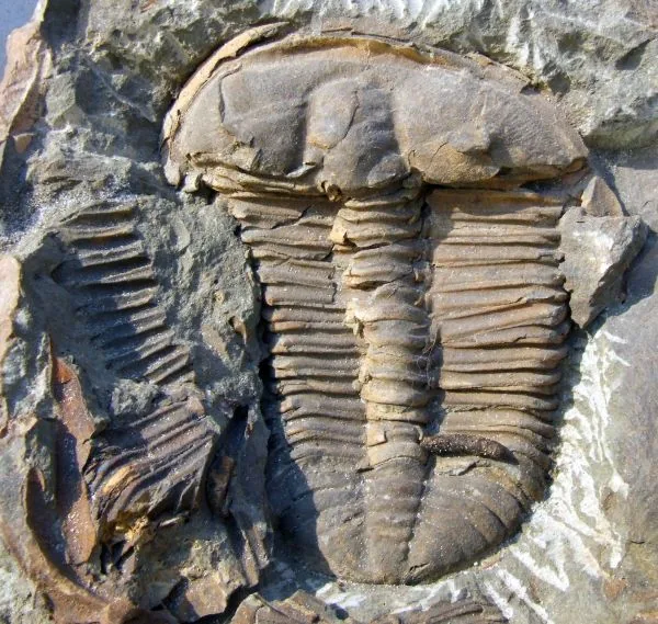 Ptychoparia striata z Jinec, prostý záběr na schránku. Jen 600 bodů na šířku, tedy těsně nad hranicí použitelné leda jako doplněk.