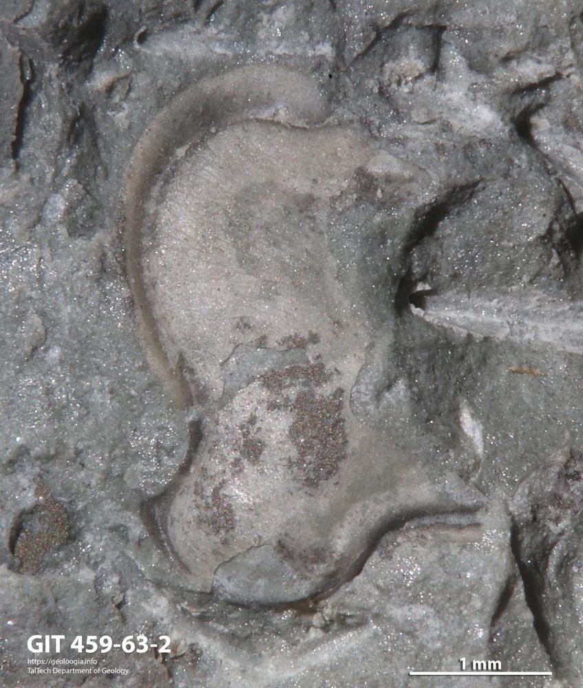 Makrosnímek volné líce Remopleurides s dlouhým lícním trnem ve vápenci, měřítko 1 mm; fosilie zabírá většinu plochy, exemplář GIT 459-63-2.