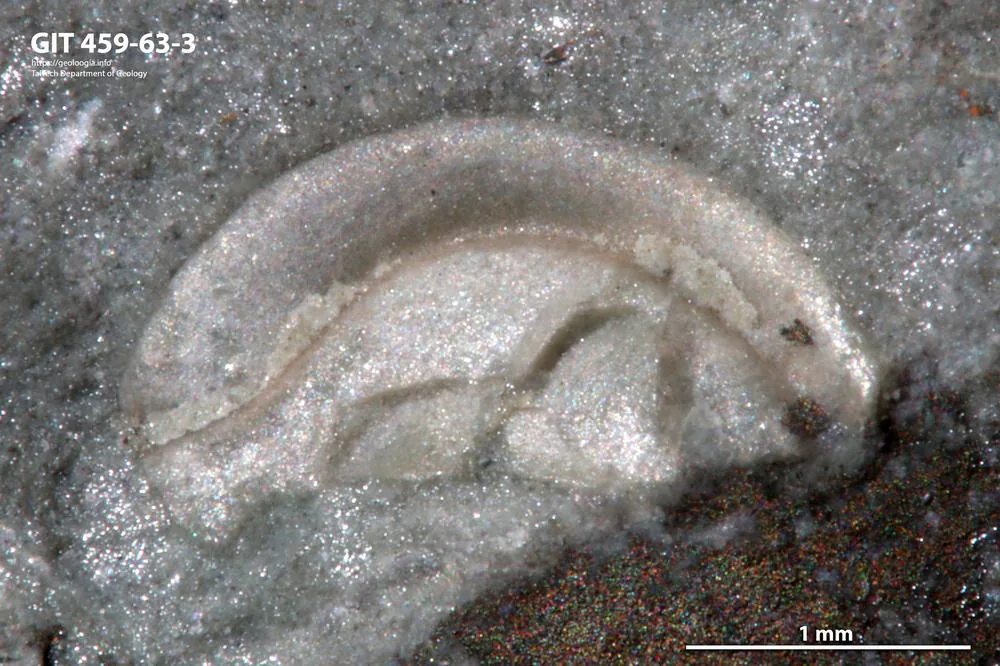 Další sklerit Remopleurides z téže sbírky, protáhlá líce s trnem v šedém vápenci, měřítko 1 mm; exemplář GIT 459-63-3.