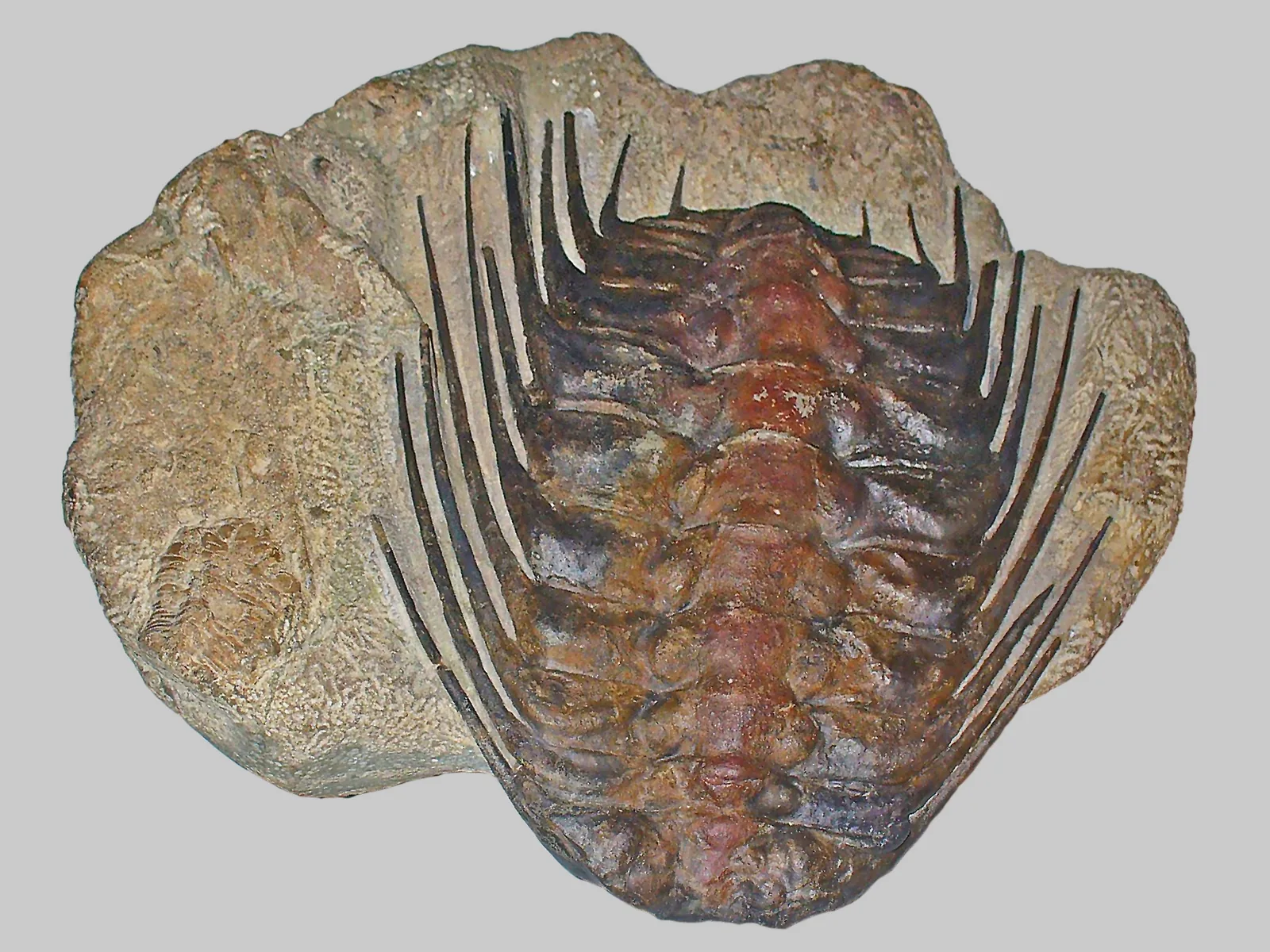 Kompletní Selenopeltis buchii na šedé desce, celá schránka shora se souměrně rozloženými dlouhými trny; ordovik, Maroko, sbírka Staatliches Museum für Naturkunde Karlsruhe.